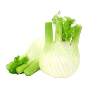 球茎茴香种子割茬小茴香籽结球荷兰进口四季播春夏秋冬季种籽盆栽