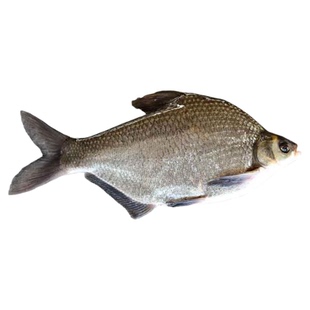 新鲜武昌鱼淡水鱼鲜活鳊鱼扁鱼新鲜丹江口直发