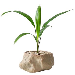 七里香罗汉松迷你盆栽小型绿植物室内客厅桌面办公桌花卉四季好养