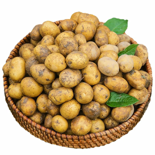 恩施小土豆富硒现挖新鲜黄心士豆农家自种蔬菜马铃薯洋芋老品种