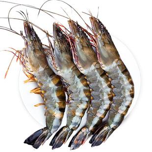 北海湾黑虎虾虾子大虾鲜活新鲜特大号2030规格3.6斤海鲜水产批发P