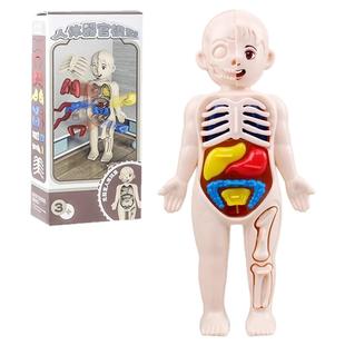 儿童早教科教身体摆件拼装人体结构器官骨骼解剖内脏道具模型玩具