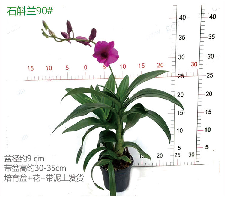 带花苞水莲石斛苗原土原盆发货姬美石斛兰红莲石斛室内绿植盆栽
