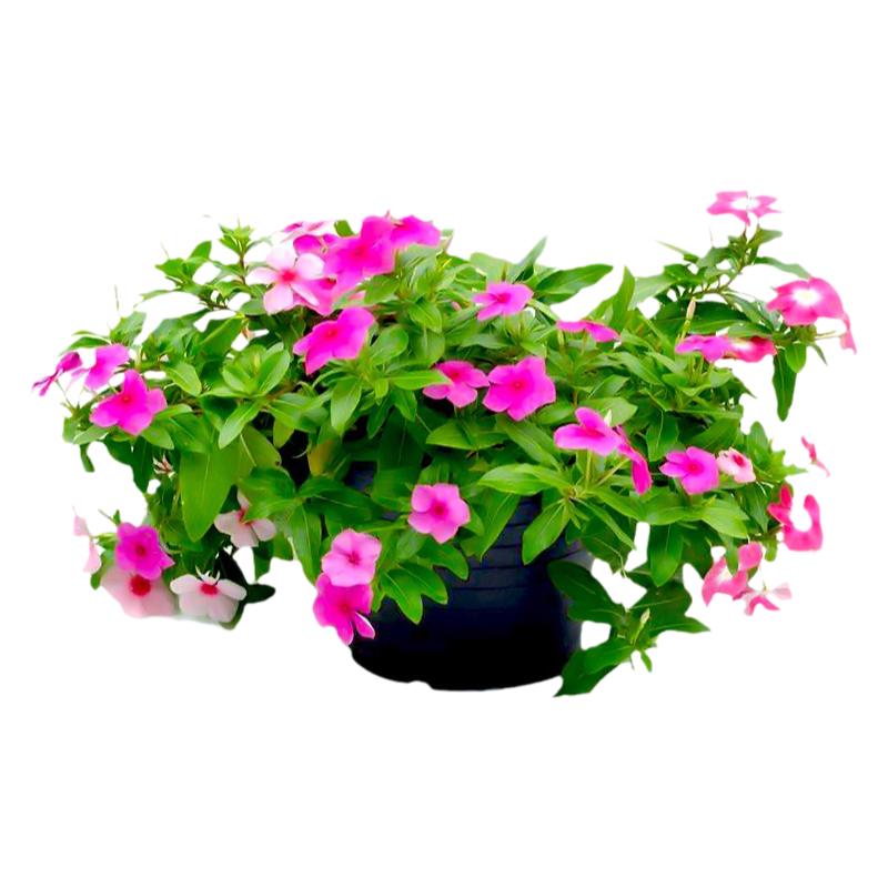 庭院阳台盆栽美化观赏鲜花长春花