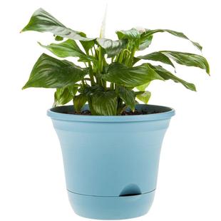 大号塑料花盆懒人自动吸水加厚家用阳台免浇水盆栽发财树康乃馨盆