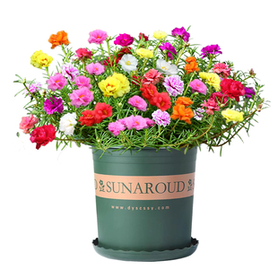 重瓣太阳花种子花种籽子多色大花四季播种开花易活室内外花卉种子