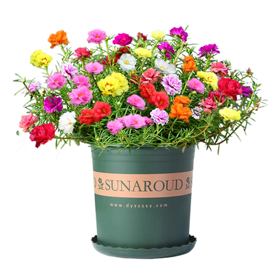 重瓣太阳花种子四季播种开花种籽