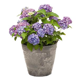 【江浙沪推荐】虹越大花绣球花盆栽阳台无尽夏花手鞠庭院夏季耐热