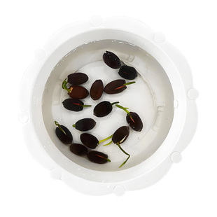 水培种籽子四季碗莲睡莲荷花水养植物室内外阳台庭院花卉草籽种子