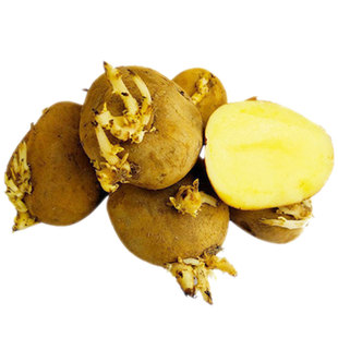 黄皮黄心土豆种孑带芽原种发芽山东大马铃薯种籽本地高产种子特大