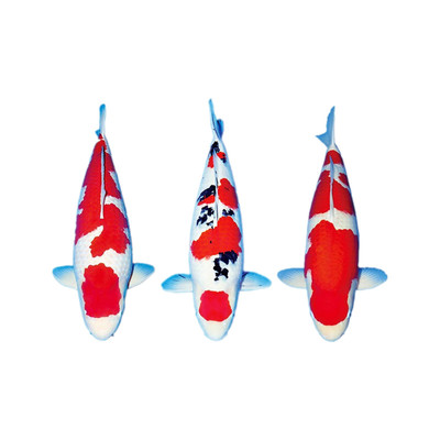 日本红白大正三色锦鲤活