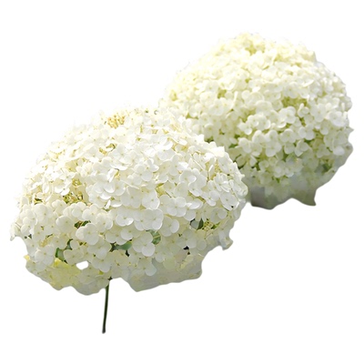 无敌贝拉安娜乔木大花绣球