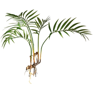 掬涵仿真植物水竹叶带根须蕨类植绿植假花热带雨林装饰森系造景