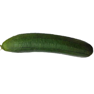 短黑油绿青皮丝瓜新品种种子种籽四季特大爬藤架庭院秋冬籽播早熟