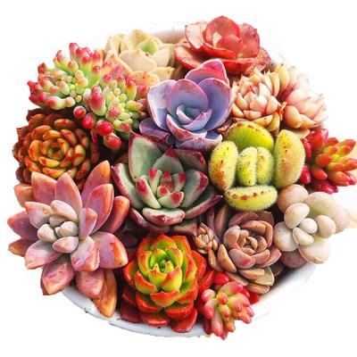 多肉植物新手套装稀有花卉