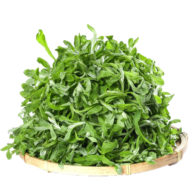 清明草新鲜鼠曲草野生水牛草绒毛草青团粑原料蔬菜野菜3斤4鼠麴草