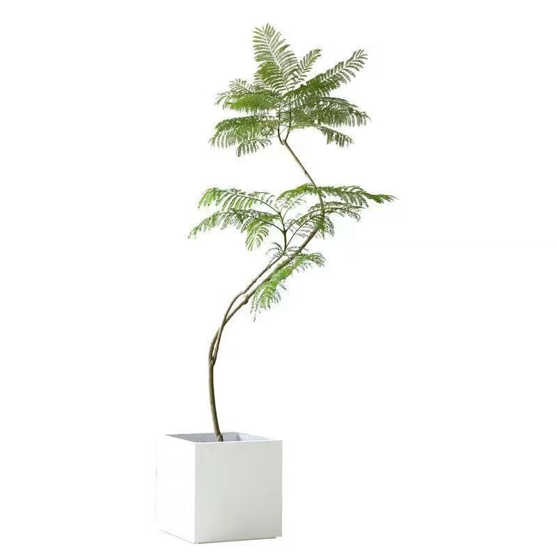 蓝花楹造型盆栽好养易活网红北欧