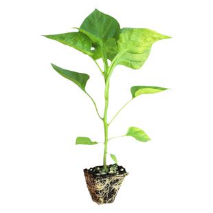 四季辣椒苗秧苗特辣朝天椒小米椒幼苗高产薄皮青椒彩椒盆栽蔬菜苗