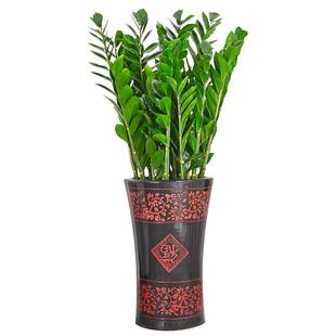 金钱树盆栽 雪铁芋摇钱树盆景吉祥树办公室家居送礼寓意好植物花