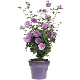 正宗木槿花苗盆栽粉色大花盆栽庭院阳台四季开花卉植物买一送一