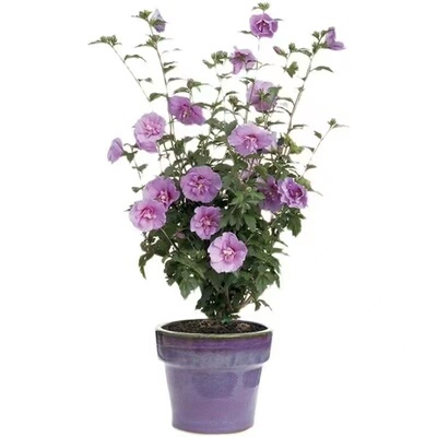 木槿花苗粉色大花四季开盆栽