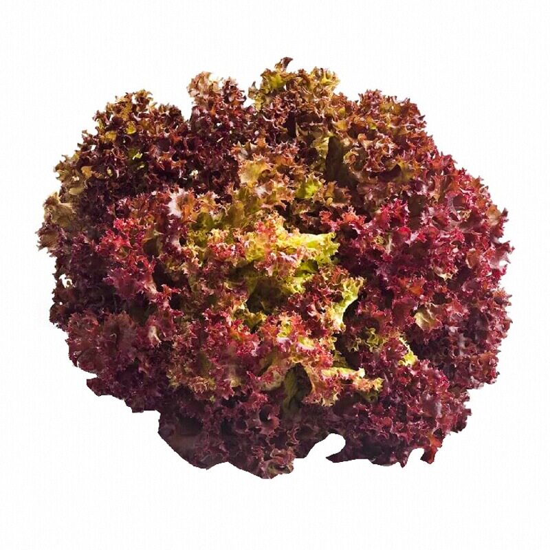 紫罗莎生菜苗秧带土直立红皱速生罗马奶油四季春秋盆栽蔬菜种籽
