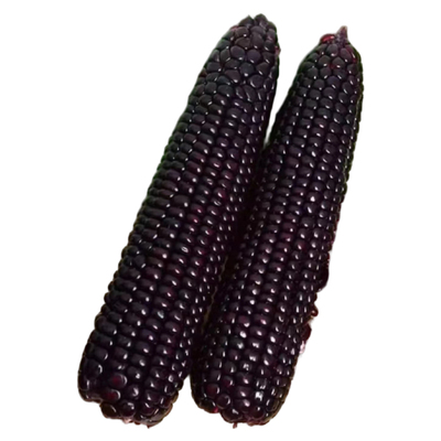 黑甜糯631黑玉米种子珍珠糯