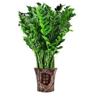 金钱树盆栽客厅大花盆旺宅室内大型好养绿植物乔迁钱串子摆件花卉