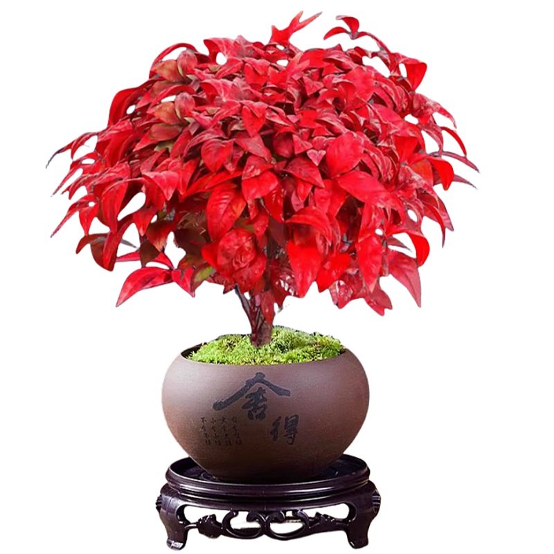 火焰南天竹盆栽观叶小盆景好养易活耐寒绿植书房茶桌禅意微景观
