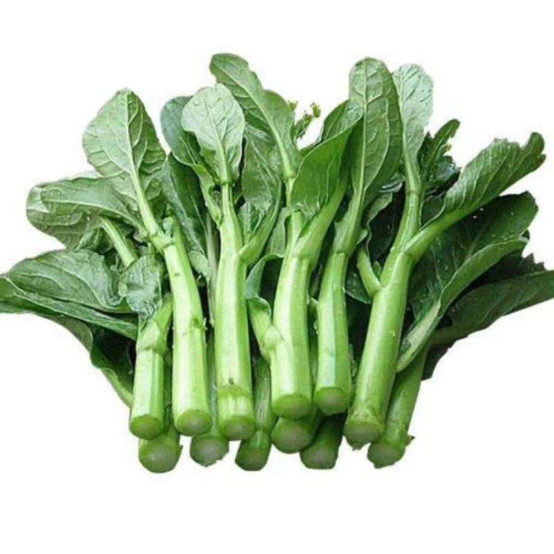 广东甜菜芯籽连州甜菜心采收期长