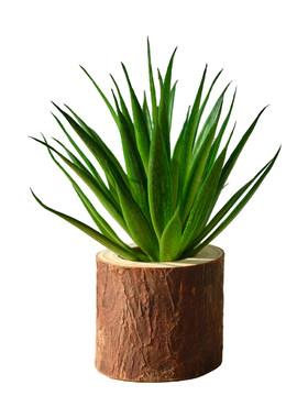仿真多肉植物盆景桌面摆件