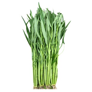 多丫柳叶空心菜种籽阳台盆栽四季青菜籽种三叉通心菜种子蔬菜种孑