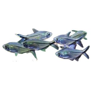 黑尾大勾鱼群游鱼红绿灯草缸热带小型鱼活体玫瑰扯旗灯鱼观赏鱼