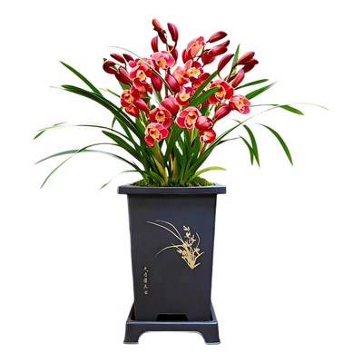 墨兰年宵大花红妆带苞浓香好养