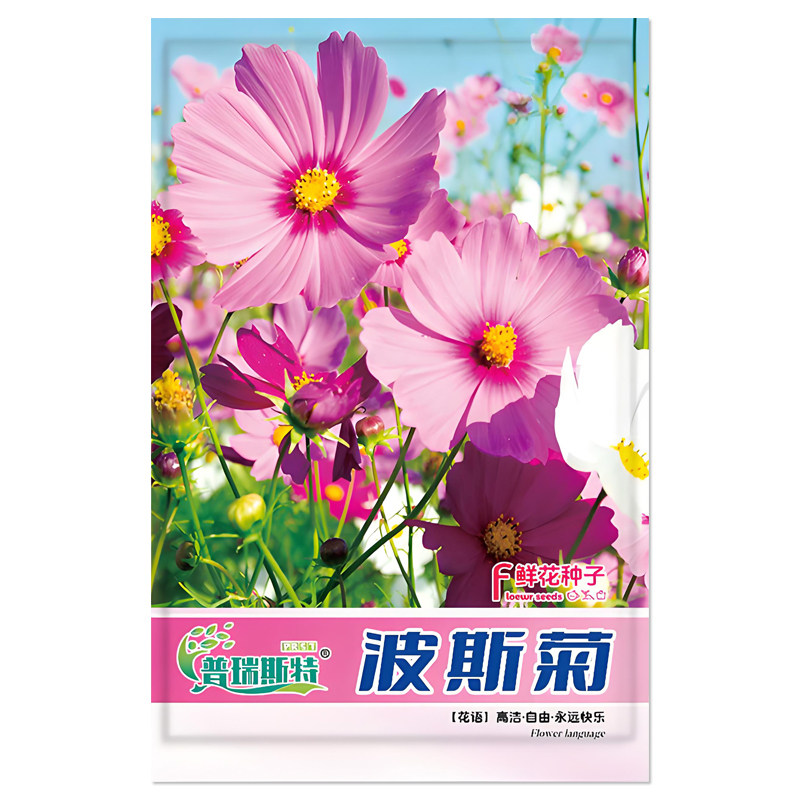 波斯菊鲜花种子春秋播种易活