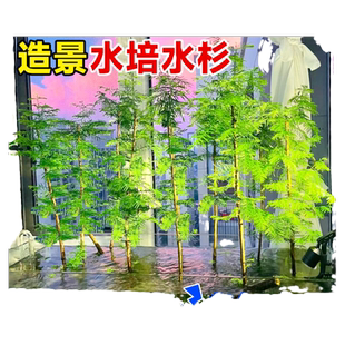 水杉水培鱼缸水生树苗造景老桩植物盆栽龟缸绿植水草溪流缸室内外
