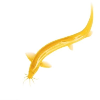 黄金泥鳅清洁鱼冷水鱼金龙鳅