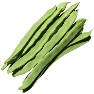 玉龙9号宽扁四季豆种子高产豆角青芸豆种籽纤维少春秋季架豆