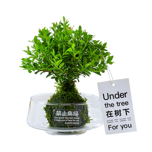 小叶赤楠苔藓球水培植物盆栽室内桌面办公室绿植净化空气四季常青