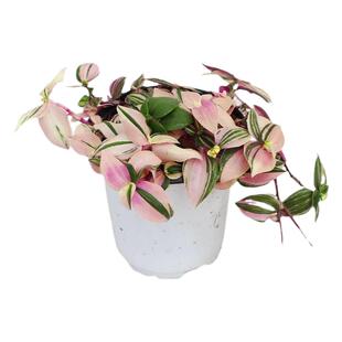 婚礼吊兰锦青白玉吊兰盆栽办公室内桌面垂吊雪莹铜钱草白油画竹芋