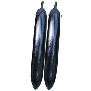 杭茄一号长茄种子苗秧苗菜种大全烧烤茄子带土蔬菜种籽孑圆青线秧