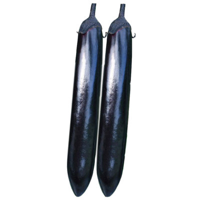 杭茄一号长茄种子苗秧苗菜种大全烧烤茄子带土蔬菜种籽孑圆青线秧