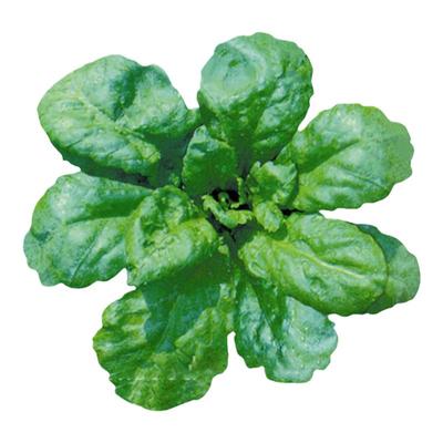 种子四季盆栽青菜大叶茼蒿