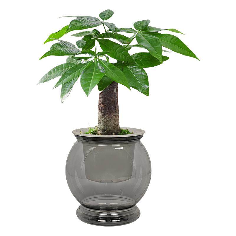 【水培绿植四件套】发财树九里香栀子花桌面植物小盆栽办公桌绿植