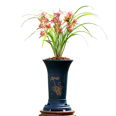 老种兰花寒兰红凤高端奇花带花香