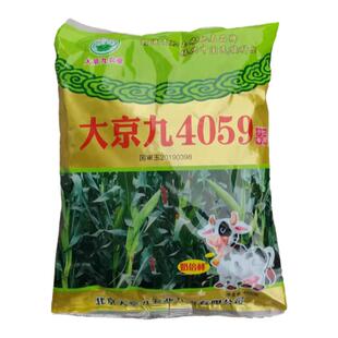 青贮玉米大京九4059高产青储玉米种棒子苞米种籽专用种子
