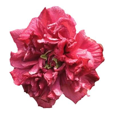 欧洲木槿花盆栽地栽法国红色酒馆