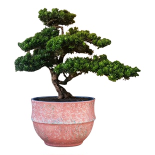 三角梅专用花盆轻奢高级感家用大号高端兰花透气花盆陶瓷多肉花盆