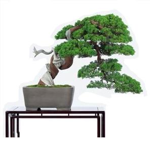 【收藏佳品】日本宫阪系鱼川真柏盆景舍利干神枝精品盆景一物一拍