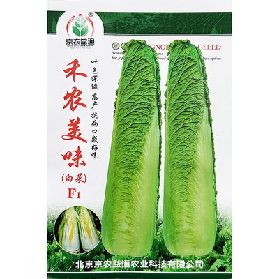优质千年大白菜玉田包尖好吃种子